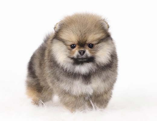Spitz Alemão Laranja